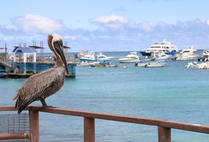 La zona marítima protegida alrededor del archipiélago se ampliará en 60 mil kilómetros cuadrados.