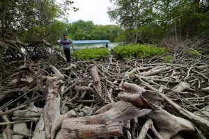 DEVASTACIÓN. Ecuador ha perdido, en 50 años, más de 56 mil hectáreas de manglares.