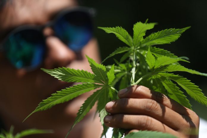 El mercado mundial del cáñamo está valorado en $3,61 billones y el del uso medicinal del cannabis en $6.822 millones.