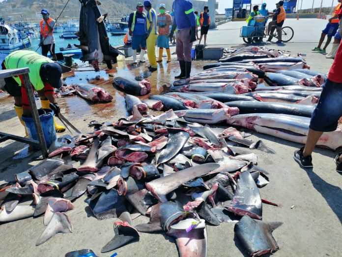 Ambiente. En las playas de Manabí se cortan aletas de tiburón a vista y paciencia de todos.