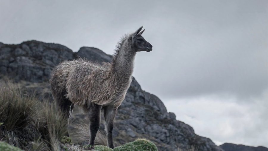 Serie documental de la UTPL es finalista en Festival Internacional de Cine